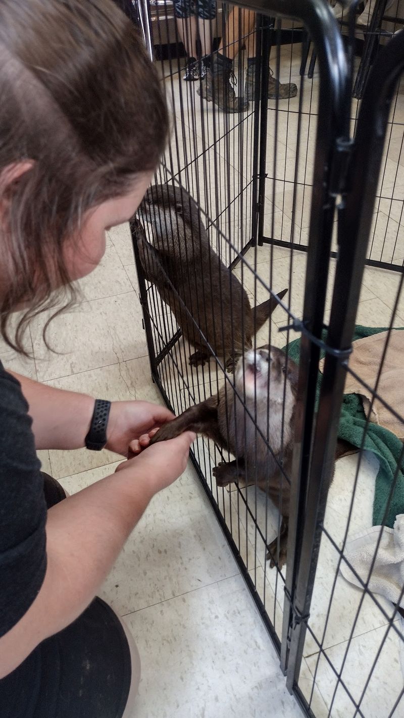This North Carolina Safari Lets You Hold Hands With Tiny Otters, And They Might Even High Five You - Decor Hint Every Ticket Helps Feed A Farm That Started As A Rescue