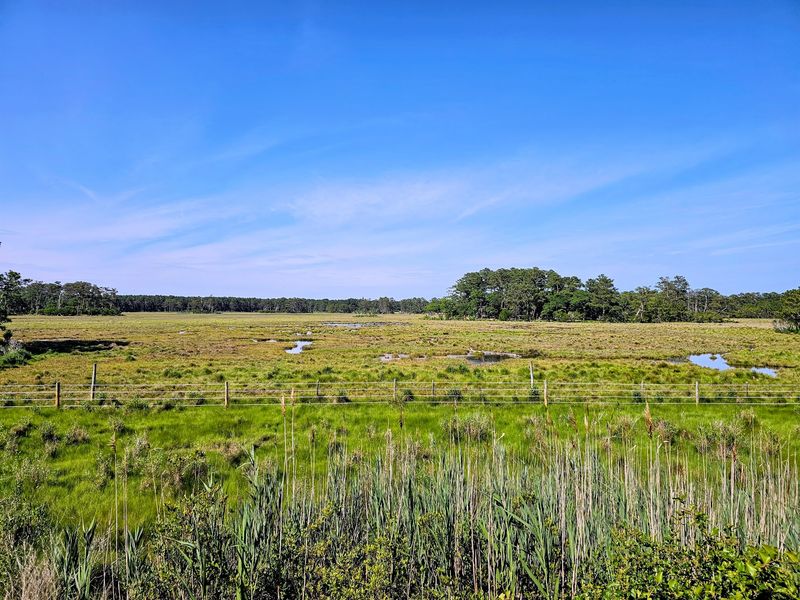 Chincoteague