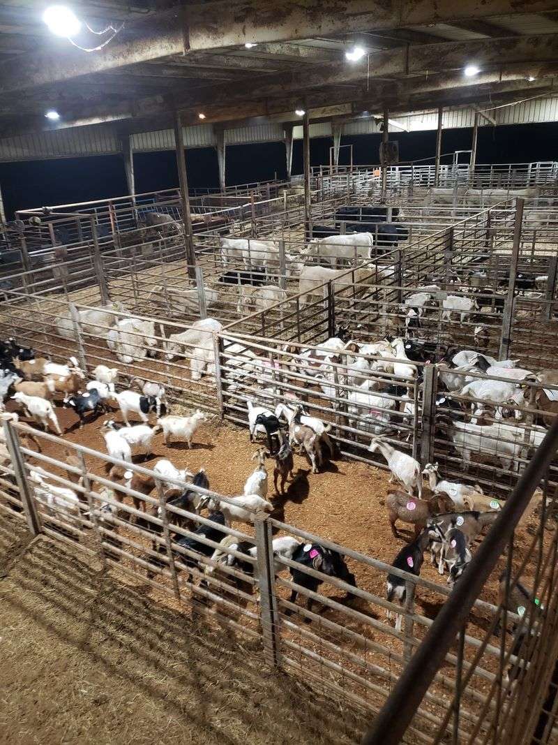 You Can Actually Buy Cattle, Goats And More At This Old-School North Carolina Livestock Auction - Decor Hint See How A Traditional Sale Barn Works From Check-In To Load-Out