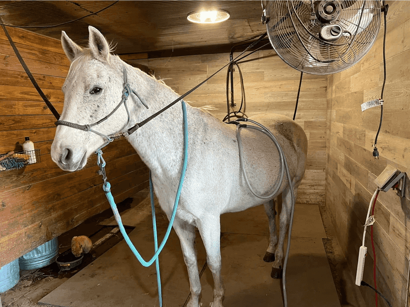 Horses Get Their Own Turn To Unwind