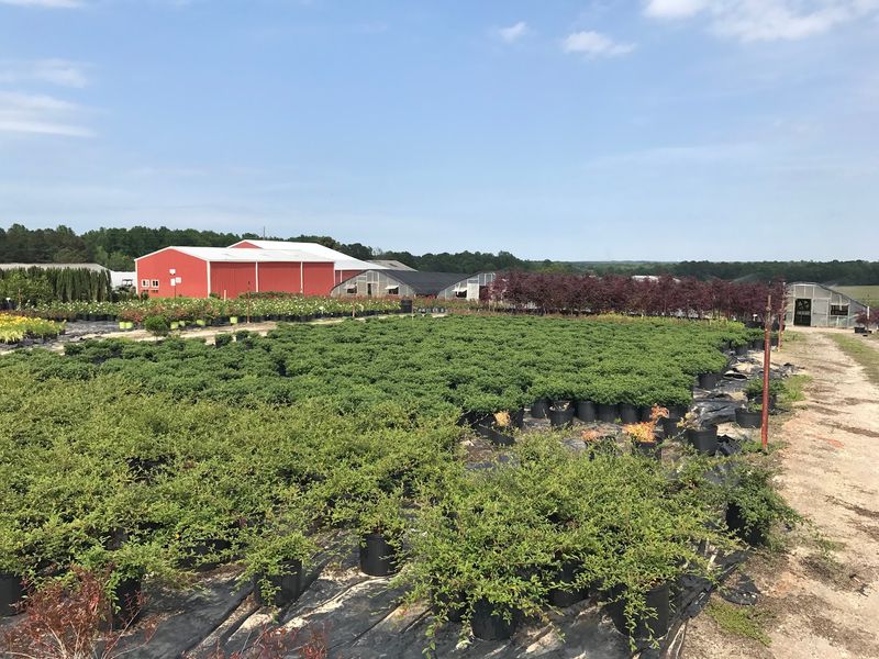 Hunt Through Rows Of Japanese Maples, Camellias And Crape Myrtles
