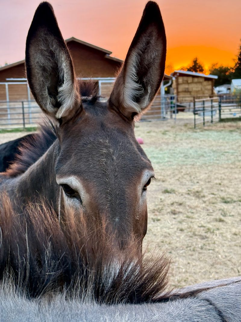 Volunteers Keep The Hay Flowing And The Ears Perked