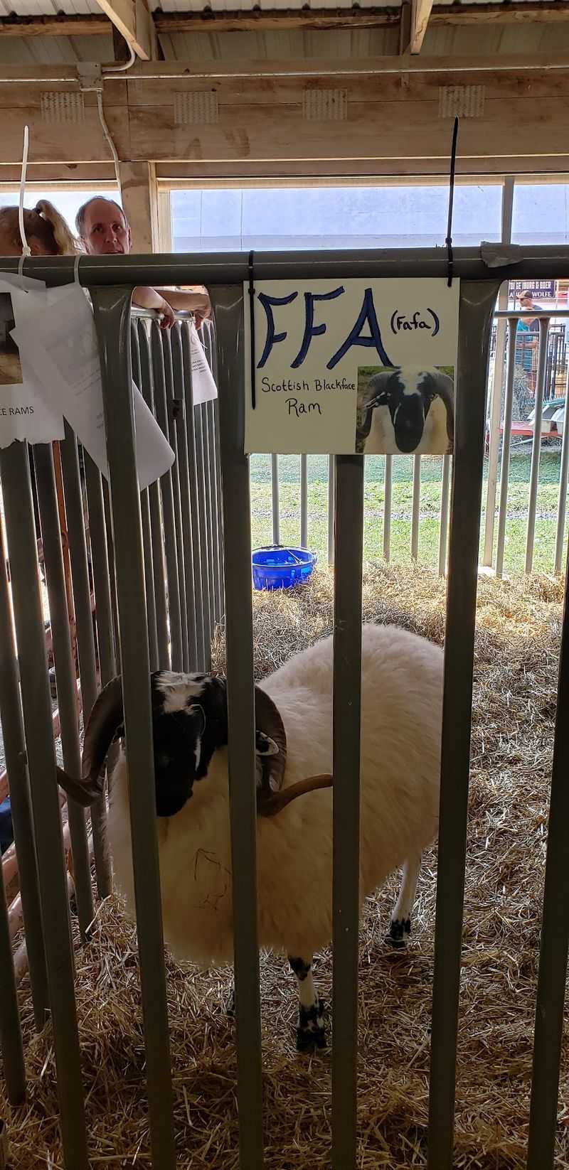 Little Fairgoers Get Sheep Rides, Pedal Tractors, And Farmer Bloom