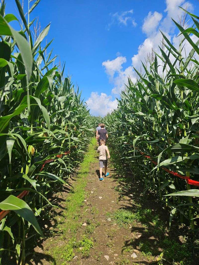 The Corn Maze Adds Plenty Of Seasonal Fun