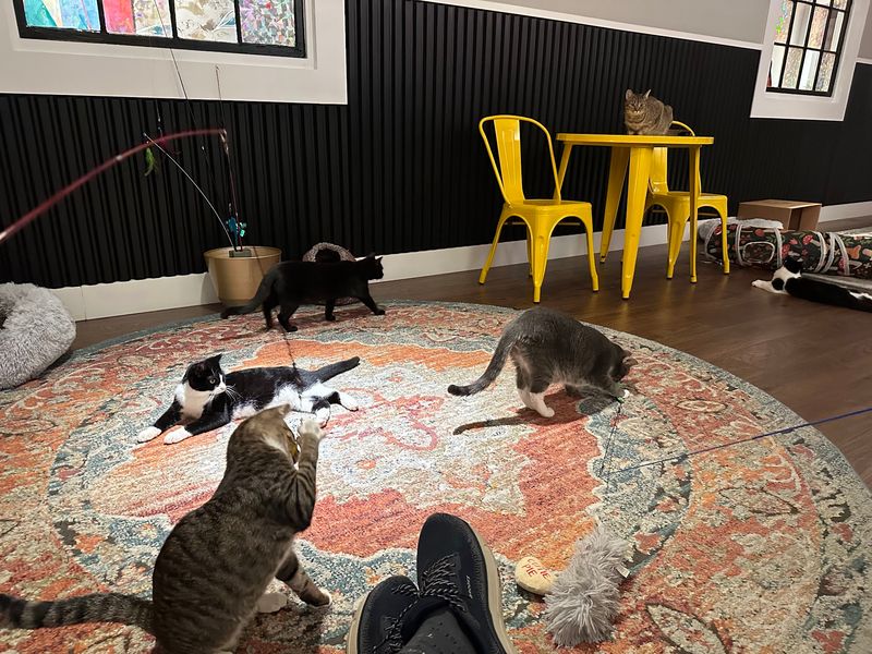 Over 200 Cats Have Found Homes Thanks To This North Carolina Cat Lounge, And One Visit Could Change Your Life - Decor Hint Spend The Whole Afternoon Exploring Main Street