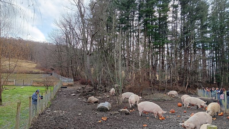 Safe Haven Farm Sanctuary, Poughquag