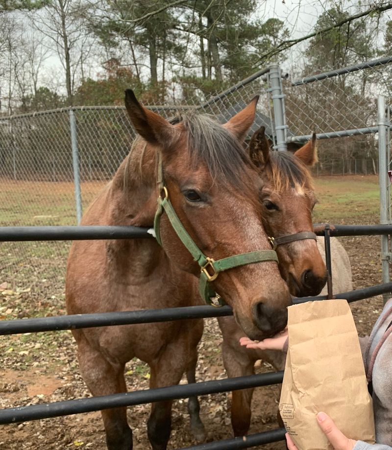 Chestatee Wildlife Preserve & Zoo