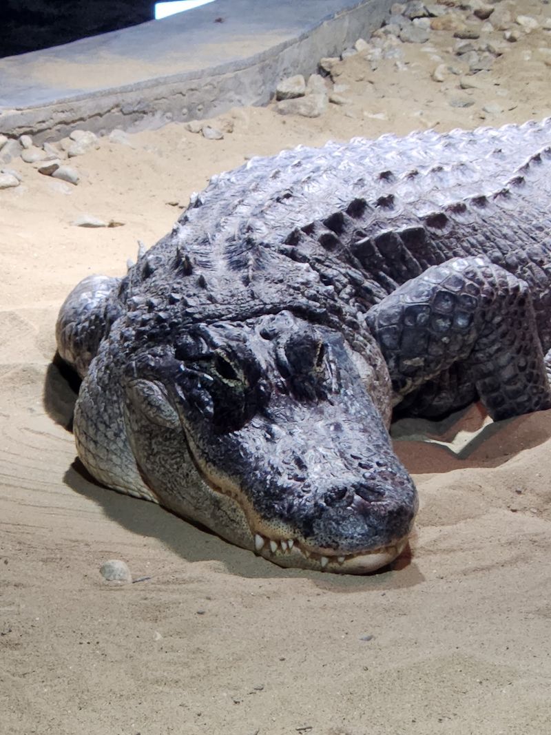 Alligators And Live Shows Keep Everyone Guessing