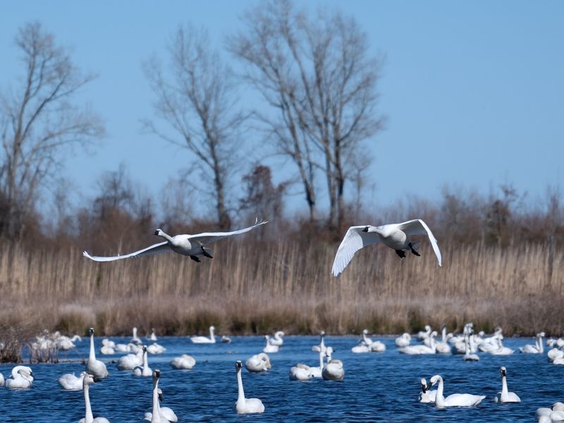Pungo Lake