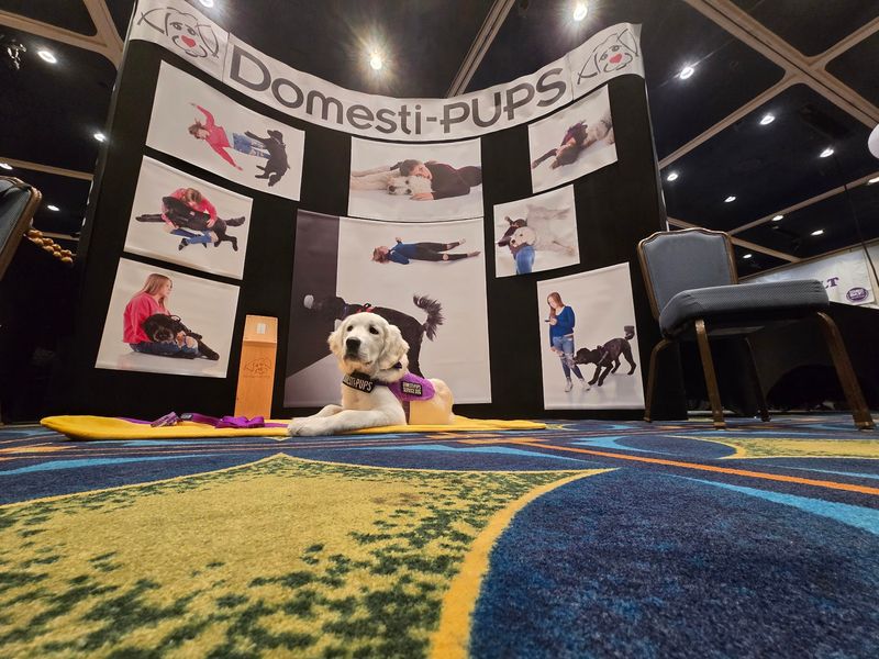 Health Checks And Temperament Testing Come Standard
