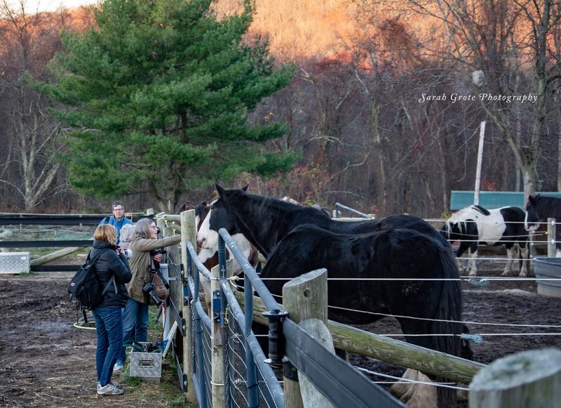 Volunteers With A Passion For Horses