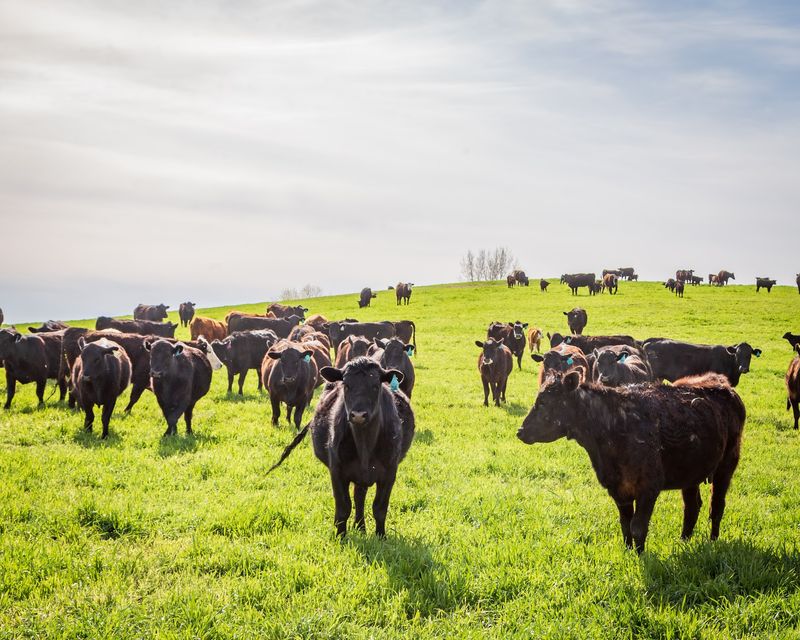 Thomas Cattle Company