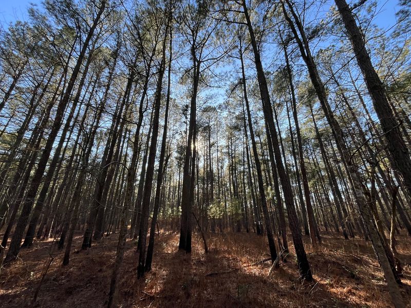 Nassawango Creek Preserve Johnson Tract