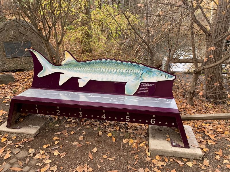 Trail Signs, A Sturgeon Bench, And A Giant Eagle Nest