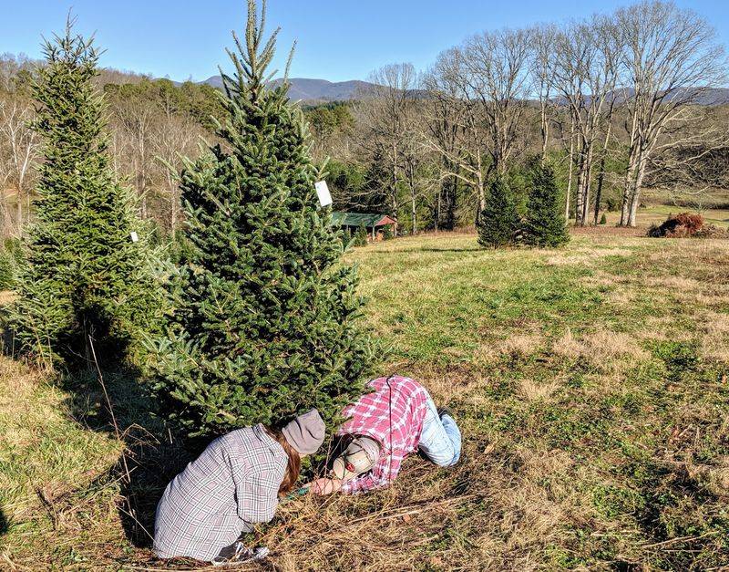Southern Tree Plantation Inc