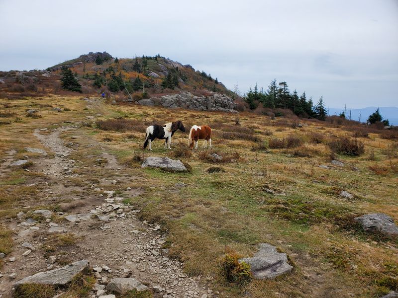 Mount Rogers National Recreation Area, Marion