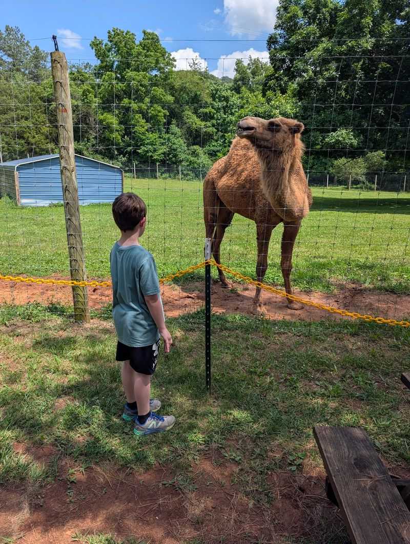 Goats, Bison, And A Few Surprises Wait Beyond Australia