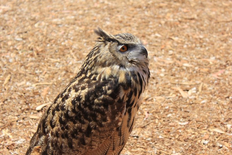 12 Things Not To Do On Catalina Island In California If You Want To Avoid Rookie Mistakes - Decor Hint Don't Feed Any Of The Wildlife