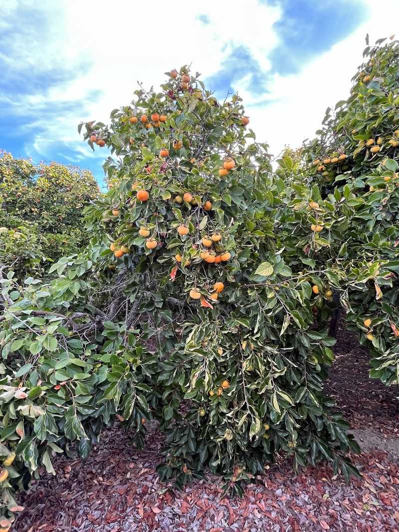 Tree Farm Persimmons, Arroyo Grande