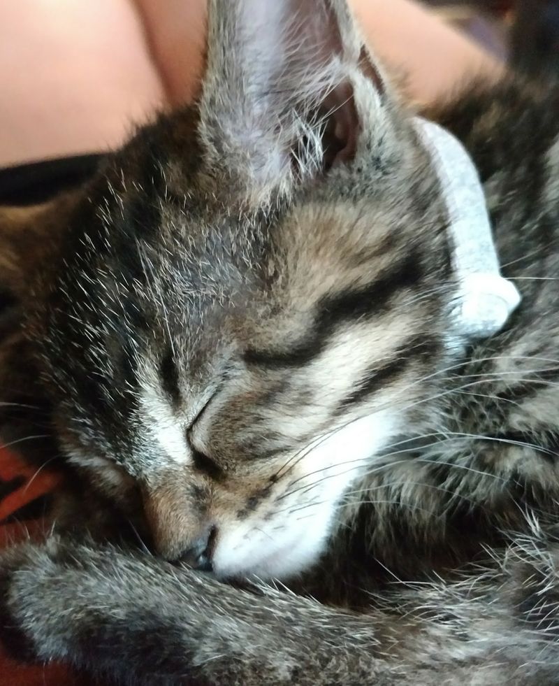 Kitten Yoga And Story Time For Shelter Cats