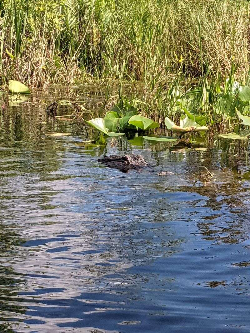 Alligator Spotting In The Okefenokee Swamp