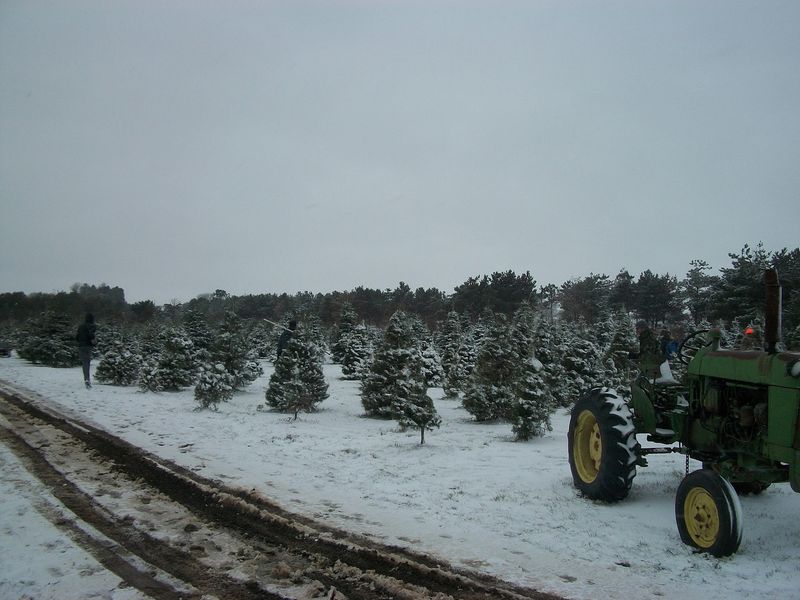 8 Nebraska Christmas Tree Farms Where You Saw Down A Tree Grown In Their Own Fields - Decor Hint Prairie Pine Plantation