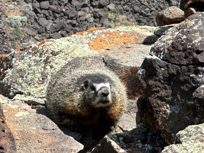 Marmots, Squirrels, and Slithering Neighbors