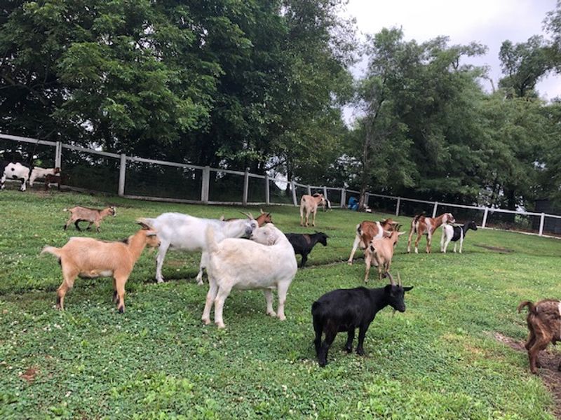 Quiet Trails, Goat Cuddles, And Evening Frog Songs