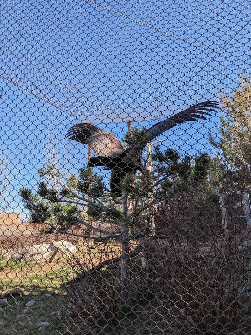 Giant Condors Hold Court At Condor Cliffs