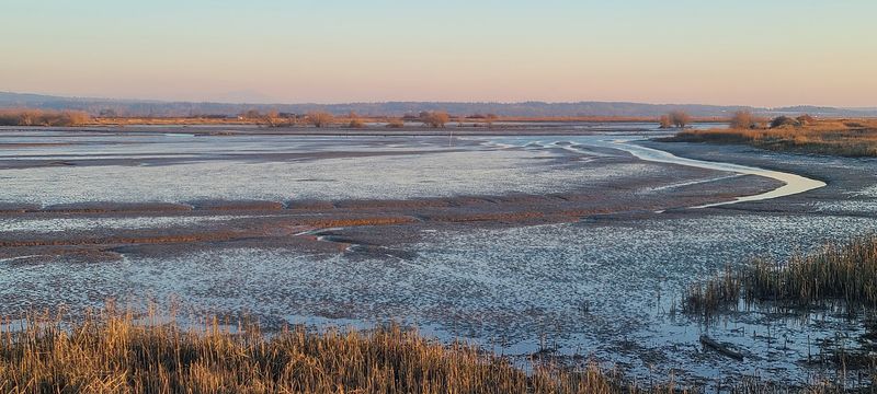 Thousands Of Snow Geese Blanket This Washington Valley Every Fall In A Spectacle You Won’t Forget - Decor Hint Where River Meets Salty Bay