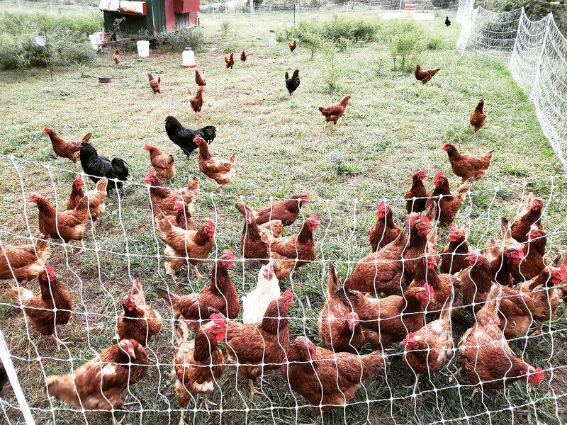 Clean Farming Rules You Can Actually Taste