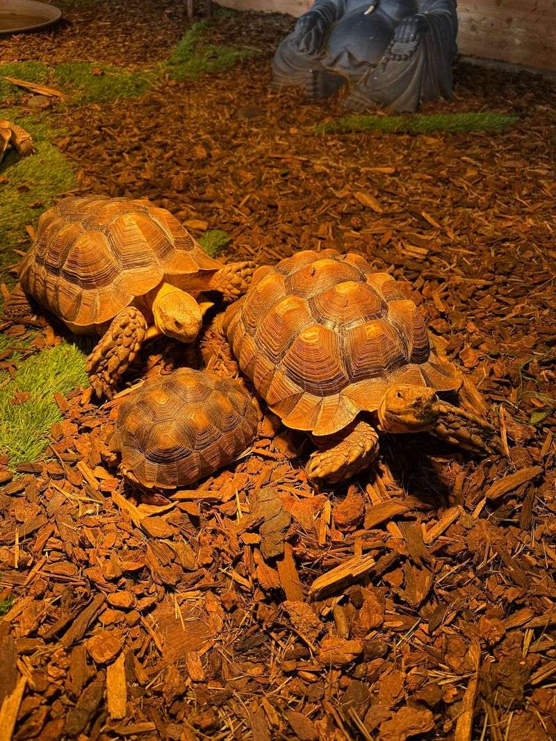 Hundreds Of Reptiles From Around The World Live Inside This Small Idaho Animal Center - Decor Hint Grandma Wanda Handles The Tortoises, And Everyone Else Pitches In