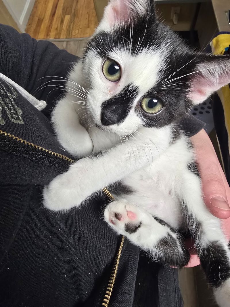 Volunteers Keep The Purrs Coming