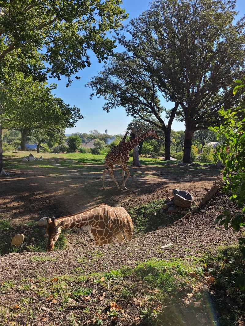 Climb Upstairs, Feed Lettuce To Giraffes, And Even Pet Them At This Nebraska Zoo - Decor Hint South African Barbecue Makes A Fine Post-Feeding Snack