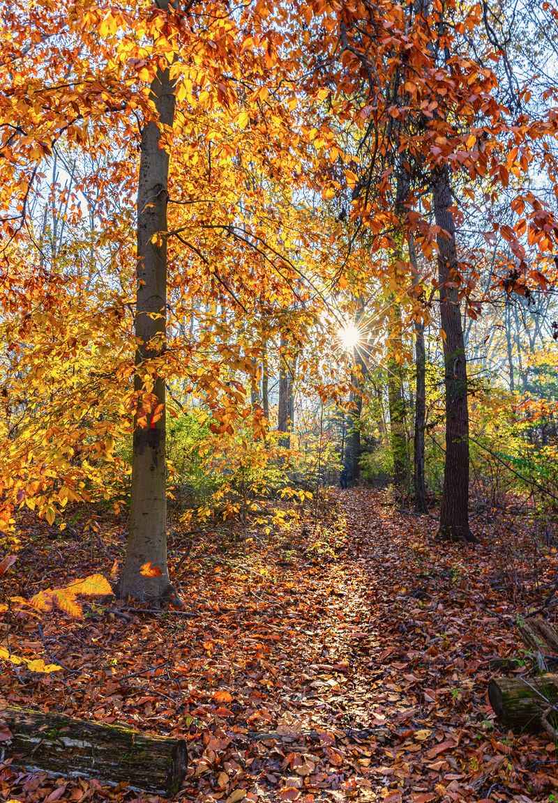 9 Connecticut Places Where Tick Populations Are Highest This Fall - Decor Hint Branford Supply Ponds Preserve