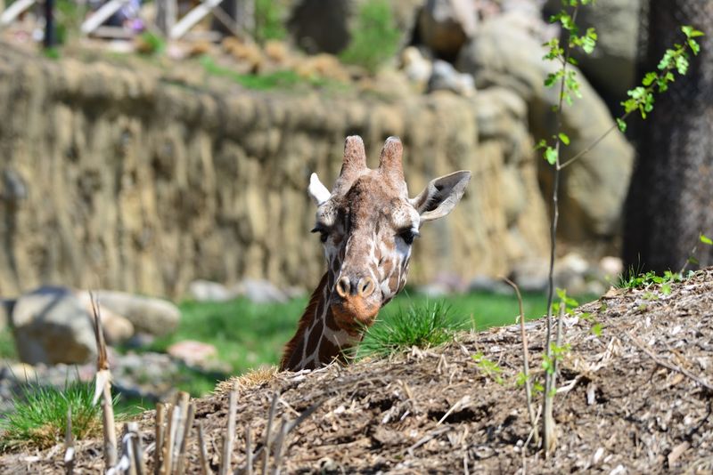 Climb Upstairs, Feed Lettuce To Giraffes, And Even Pet Them At This Nebraska Zoo - Decor Hint Calves, Shade, And An Indoor Hideaway