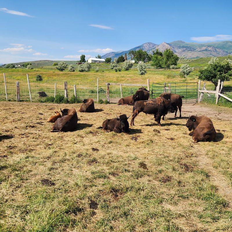 This Idaho Ranch Sells Grass-Fed Bison Straight From The Pasture - Decor Hint Waking Up Next to the Herd Is an Actual Option