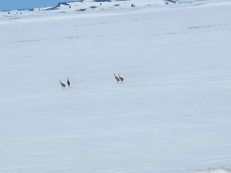 A Quiet Idaho Valley With A Very Loud Fall Guest List