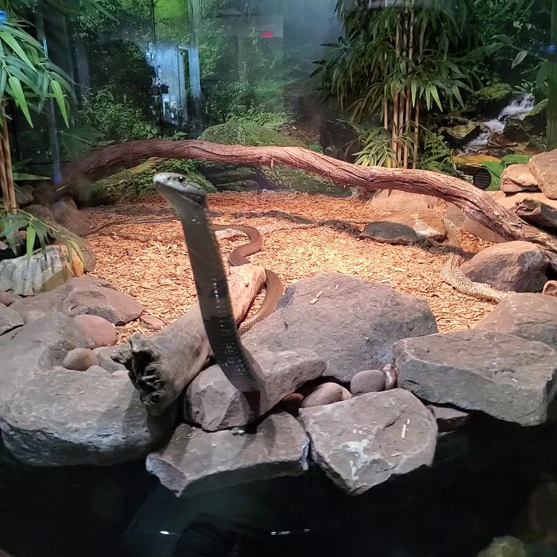 Bring Your Bravest Face For The King Cobra