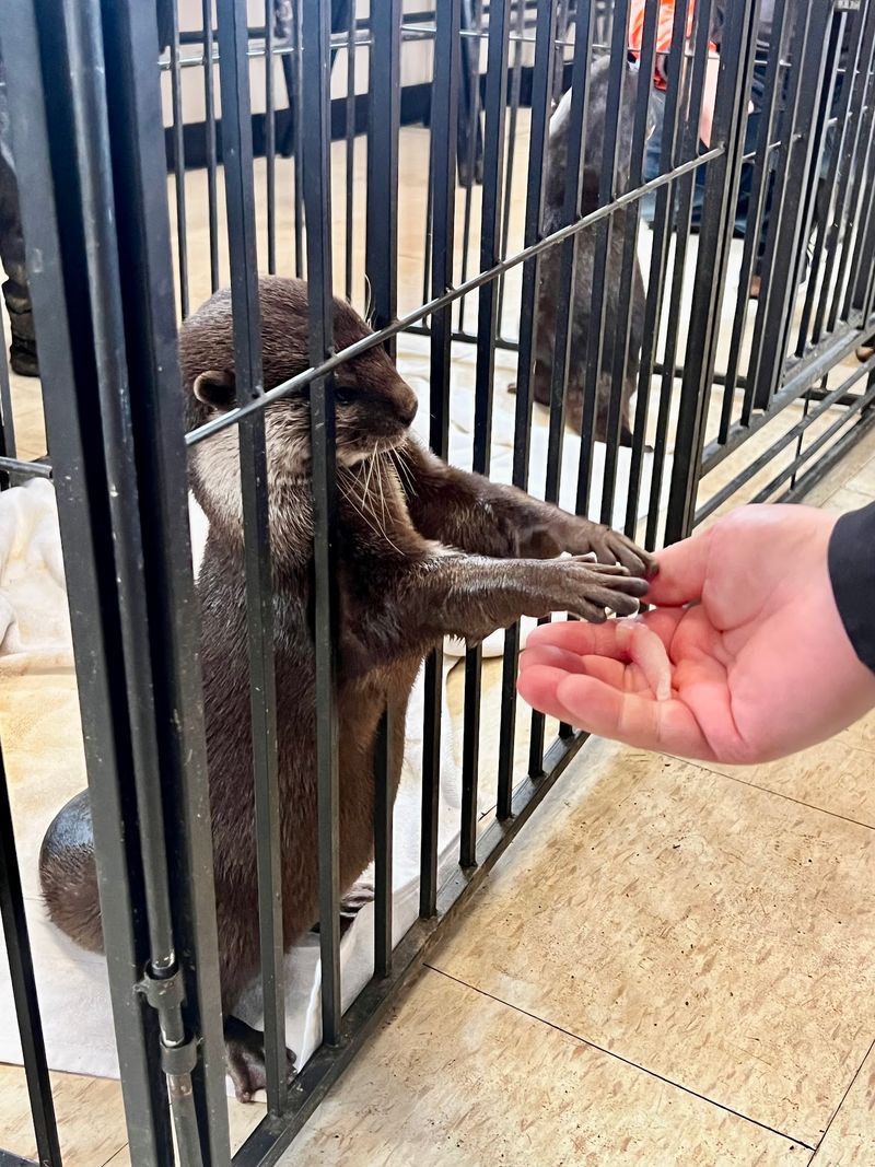 This North Carolina Safari Lets You Hold Hands With Tiny Otters, And They Might Even High Five You - Decor Hint Pack Like A Pro Before You Hit Those Muddy Trails