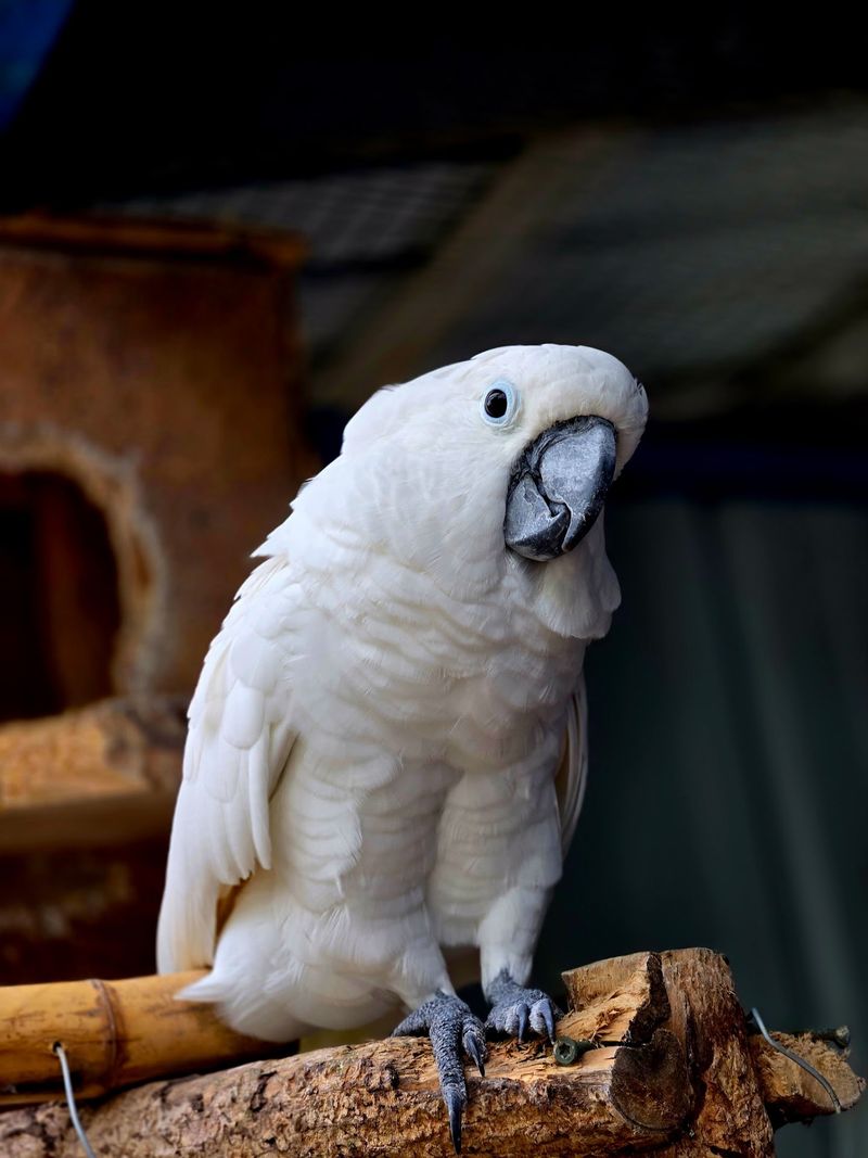 This Georgia Zoo Lets You Get Up Close With Sloths, Camels, And Exotic Animals - Decor Hint A Bird Lover's Loud And Colorful Paradise