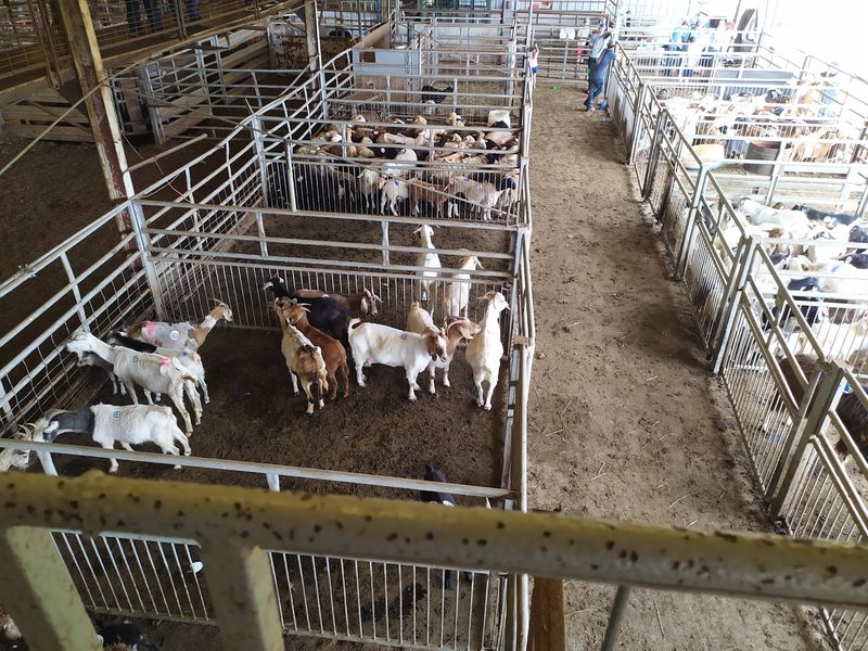 You Can Actually Buy Cattle, Goats And More At This Old-School North Carolina Livestock Auction - Decor Hint Check The Sale Calendar Before Bringing A Trailer Or Planning To Bid
