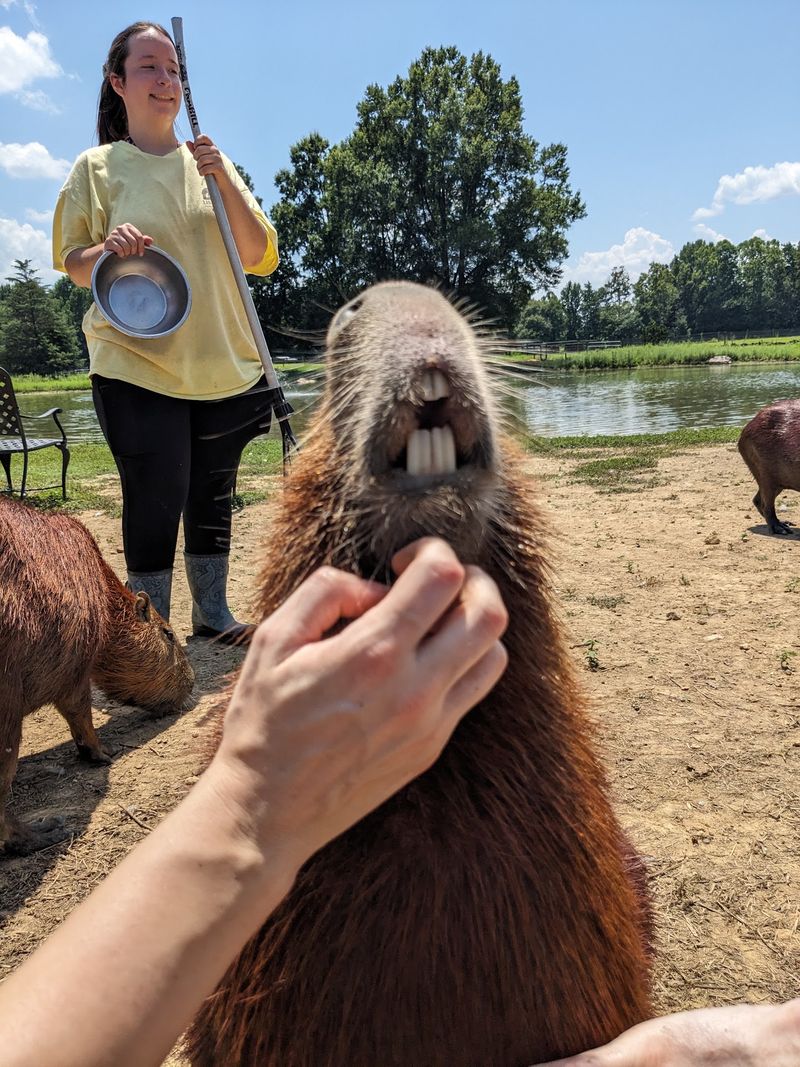 Book A More Interactive Encounter For Extra Time With The Animals