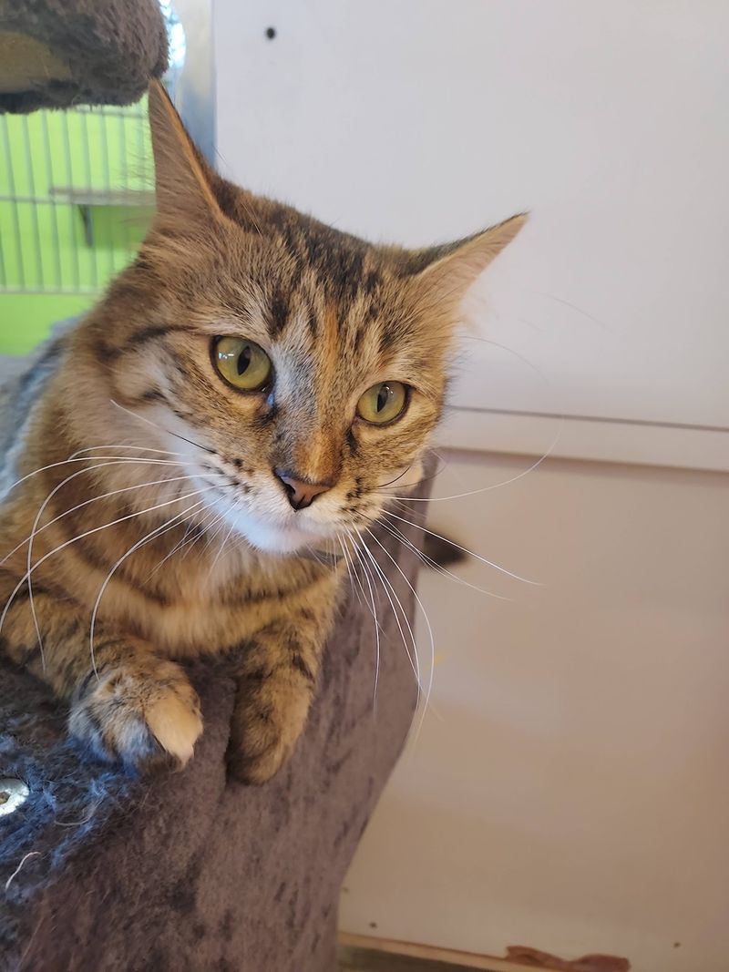 Panhandle Humane Society