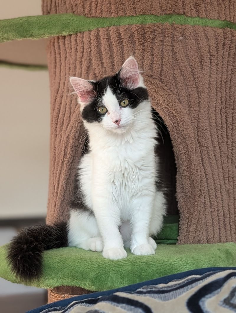 Plan Your Afternoon Around The Cat Room Hours