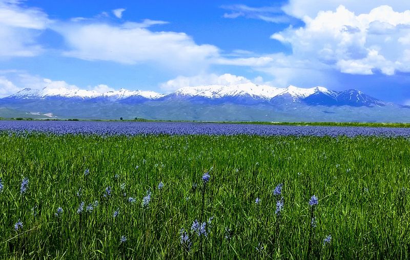 Idaho Is Home To An Ice Age Floods Trail Where Giant Ripple Marks Span Whole Hillsides - Decor Hint Worth The Gamble, Bloom Or No Bloom