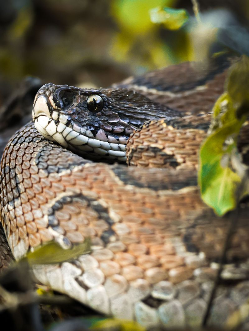 Meet The Copper-Headed Locals