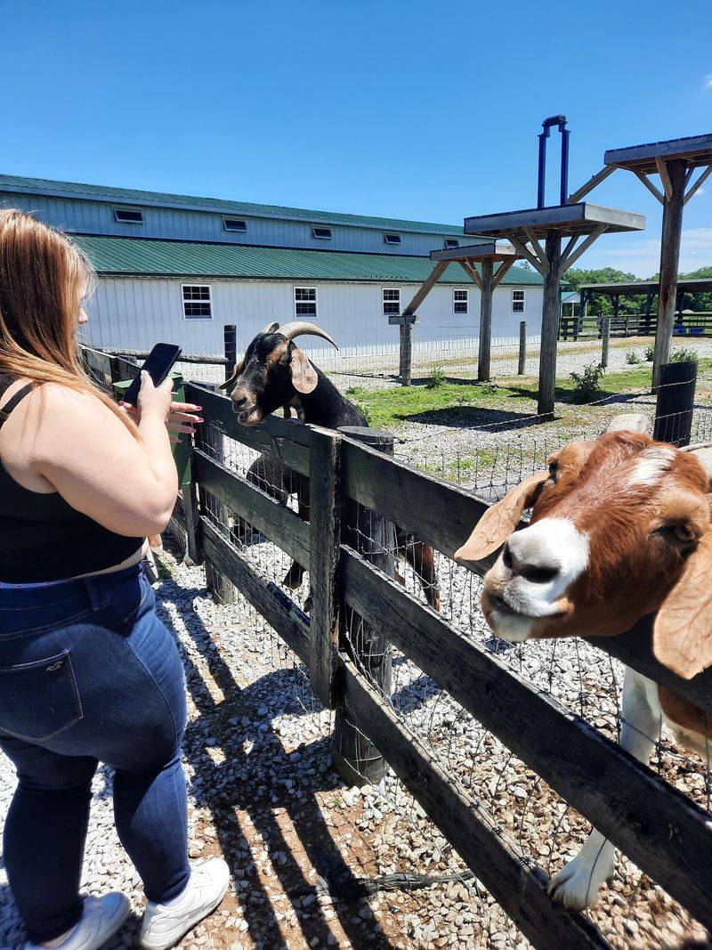 Furry Locals Are Waiting At The Petting Zoo