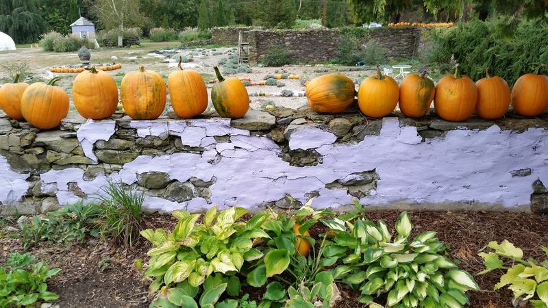 Harvest Season Brings The Farm To Life