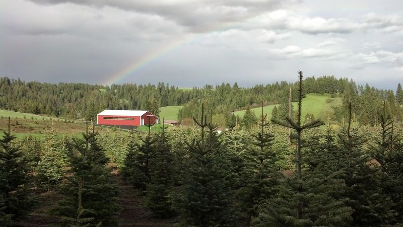 Families Pick Out Their Own Christmas Tree At These 6 Idaho Tree Farms Opening Next Month - Decor Hint Spring Valley Family Tree Farm